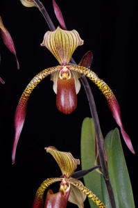 Paphiopedilum Julius Nanci HCC/AOS 78 pts.